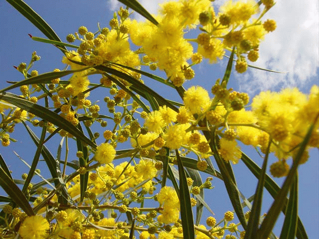 albero di mimosa